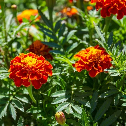 Aksamitník rozkladitý Primo - Tagetes patula - semena - 0,3 g