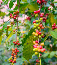 Kávovník arabský Costa Rica 95 - Coffea arabica - semena - 5 ks