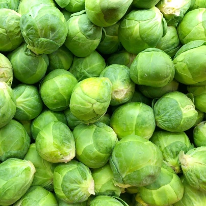 Kapusta růžičková Danet F1 - Brassica oleracea - semena - 40 ks