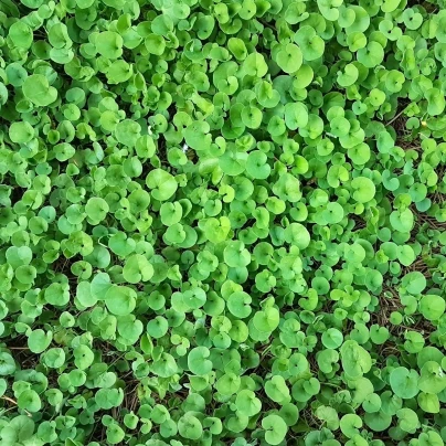 Stříbrný déšť Emerald Falls - Dichondra argentea - semena - 6 ks