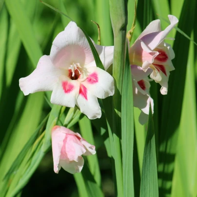 Mečík nanus Elvira - Gladiolus - cibuloviny - 3 ks