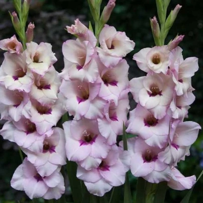 Mečík Venezia - Gladiolus - cibuloviny - 3 ks