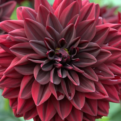 Jiřinka Arabian Night - Dahlia - cibuloviny - 1 ks