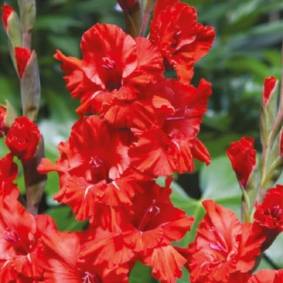 Mečík Fire Ruffle - Gladiolus - cibuloviny - 3 ks