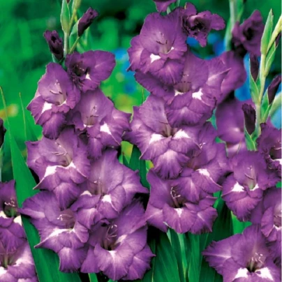 Mečík Blue Isle - Gladiolus - cibuloviny - 3 ks