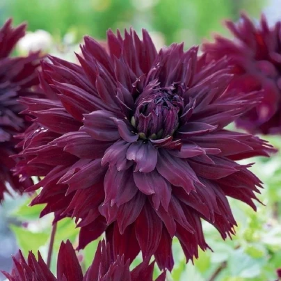 Jiřinka Black Touch - Dahlia - cibuloviny - 1 ks