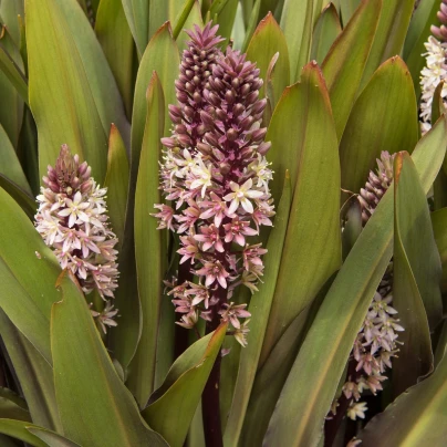 Chocholatice tečkovaná - Eucomis comosa - cibuloviny - 1 ks