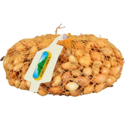 Cibule sazečka Sturon - Allium cepa - cibulky - 500 g