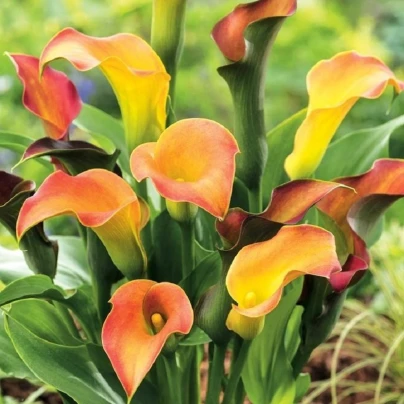 Kala Captain Lido - Zantedeschia - cibuloviny - 1 ks