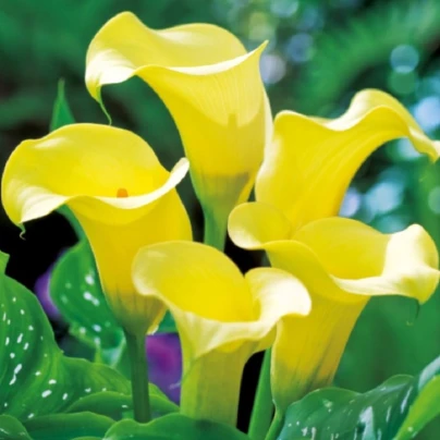 Kala Black Magic - Zantedeschia - cibuloviny - 1 ks