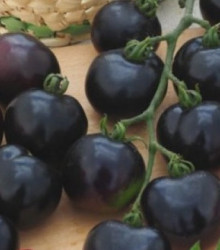 Rajče tyčkové černé Blackball - Solanum lycopersicum - semena - 20 ks