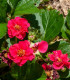 Jahodník Summer Breeze Rose F1 - Fragaria - semena - 10 ks