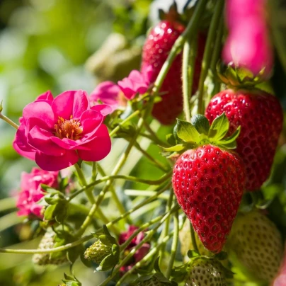 Jahodník Summer Breeze Cherry F1 - Fragaria - semena - 10 ks