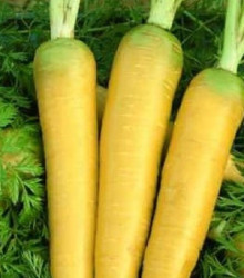 Mrkev Táborská žlutá - Daucus carota - semena - 150 ks