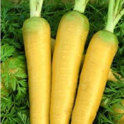 Mrkev Táborská žlutá - Daucus carota - semena - 150 ks