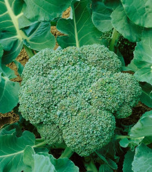 BIO Brokolice Calabrese Natalino - Brassica oleracea L. - bio semena - 30 ks