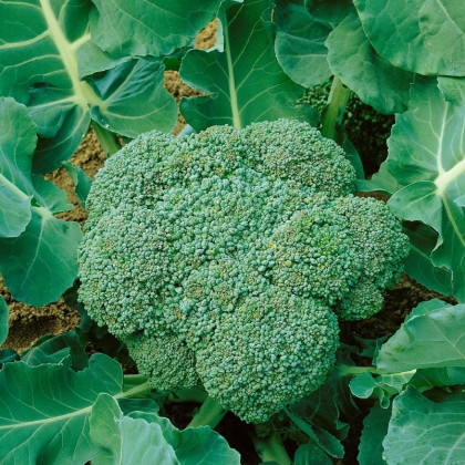 BIO Brokolice Calabrese Natalino - Brassica oleracea L. - bio semena - 30 ks