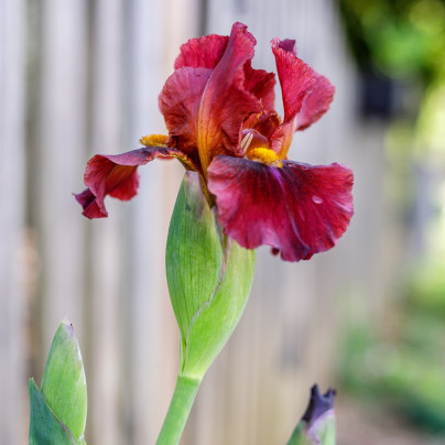 Kosatec německý Red Zinger - Iris germanica - hlízy - 1 ks