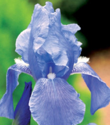 Kosatec modrý - Iris germanica - cibuloviny - 1 ks