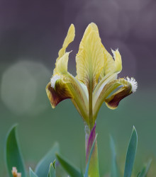 Kosatec Ritz - Iris pumila - cibuloviny - 1 ks