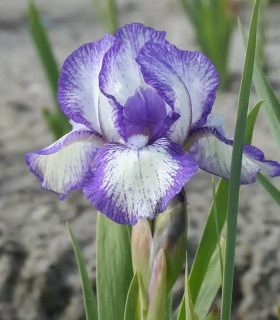 Kosatec nízký Petit Polka - Iris pumila - hlízy - 1 ks