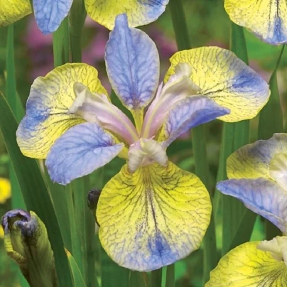 Kosatec sibiřský Tipped in Blue - Iris sibirica - hlízy - 1 ks