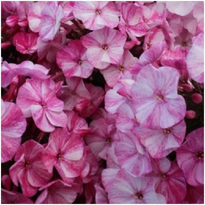 Plaménka Freckle Red Shades - Phlox - prostokořenné sazenice - 1 ks