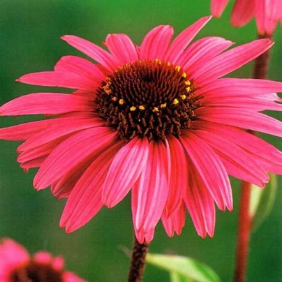 Třapatkovka purpurová - Echinacea - prostokořenné sazenice - 1 ks