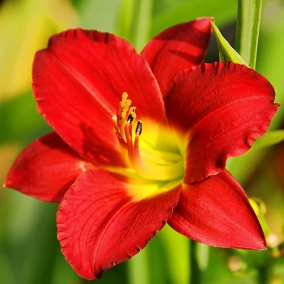 Denivka Longsfield Red Baron - Hemerocallis - cibuloviny - 1 ks