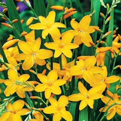 Montbrécie Sonate - Crocosmia - cibuloviny - 4 ks