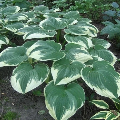 Funkie - Bohyška - Hosta Robert Frost - cibuloviny - 1 ks