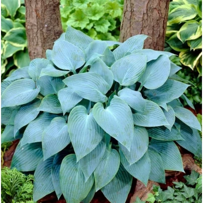 Funkie - Bohyška - Hosta Canadian Blue - cibuloviny - 1 ks