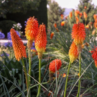 Mnohokvět oranžový - Kleopatřina jehla - Kniphofia - prostokořenné sazenice - 1 ks