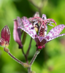 Liliovka Dark Beauty - Tricytris formosana - prostokořenné sazenice - 1 ks