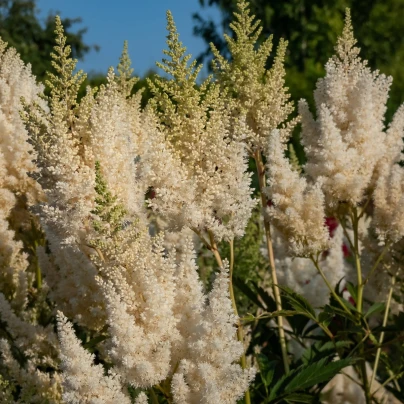 Čechrava Weisse Gloria - Astilbe arendsii - cibuloviny - 1 ks