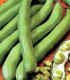 BIO Bob Hangdown - Vicia faba - bio semena - 20 ks
