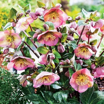 Čemeřice Montsegur - Helleborus - prostokořenné sazenice - 1 ks