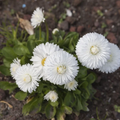 Sedmikráska obecná Habanera bílá - Bellis perennis - semena - 40 ks