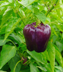 Paprika Beluga Lilac F1 - Capsicum annuum - semena - 6 ks