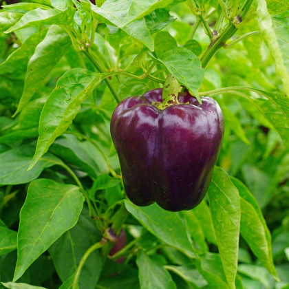 Paprika Beluga Lilac F1 - Capsicum annuum - semena - 6 ks
