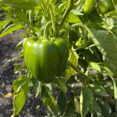 Paprika Beluga Green F1 - Capsicum annuum - semena - 5 ks