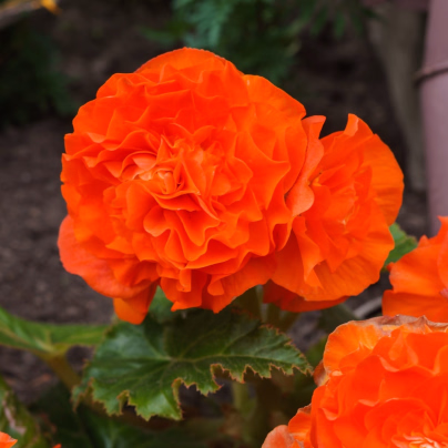 Begónie Nonstop F1 Orange - Begonia tuberhybrida - semena - 20 ks