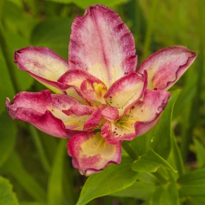 Lilie Double Sensation - Lilium - cibuloviny - 1 ks