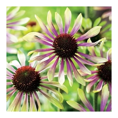 Třapatkovka Green Twister - Echinacea purpurea - prostokořenné sazenice - 1 ks