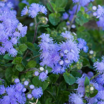 Nestařec americký Blue - Ageratum houstonianum - semena - 50 ks