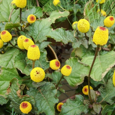 Plamatka zelná Peek-A-Boo - Spilanthes oleracea - semena - 10 ks