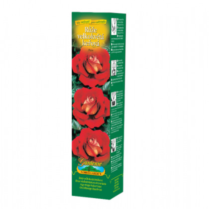 Růže velkokvětá červenožlutá - Rosa - prostokořenné sazenice - 1 ks