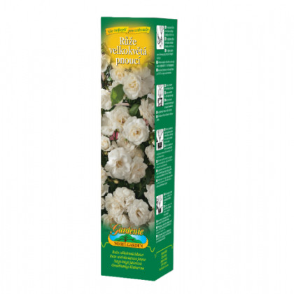 Růže velkokvětá pnoucí bílá - Rosa - prostokořenné sazenice - 1 ks