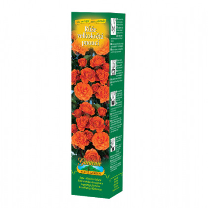 Růže velkokvětá pnoucí oranžová - Rosa - prostokořennésazenice - 1 ks