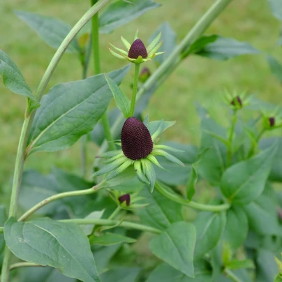 Třapatka západní - Rudbeckia occidentalis - semena - 30 ks